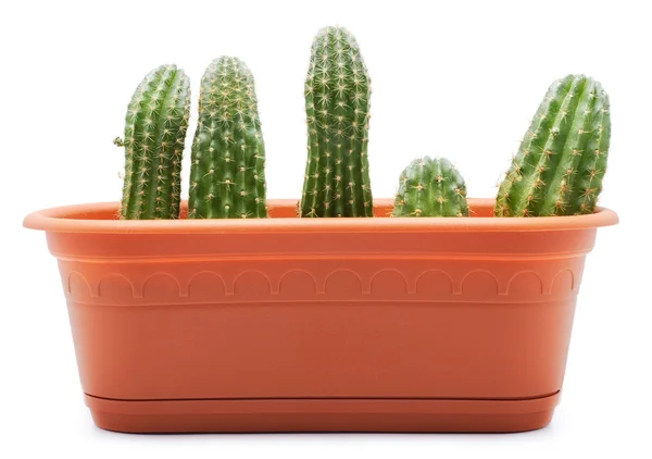 Cactus potten — Stockfoto