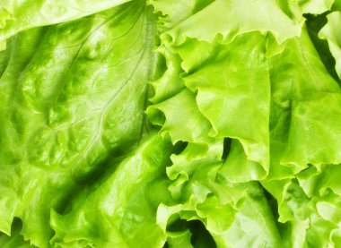 Green Lettuce clipart