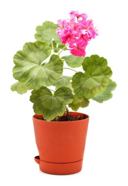 Geranium in Pot clipart