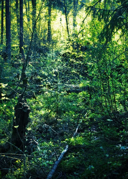 Bosque de abeto —  Fotos de Stock