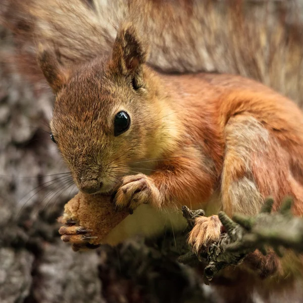 stock image Squirrel with Bread Crust