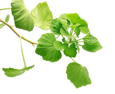 Geranium Leaves clipart