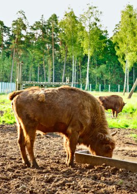 Aurochs In Wildlife Sanctuary clipart