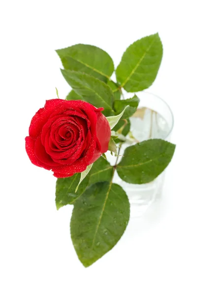Rote Rose im Glas — Stockfoto
