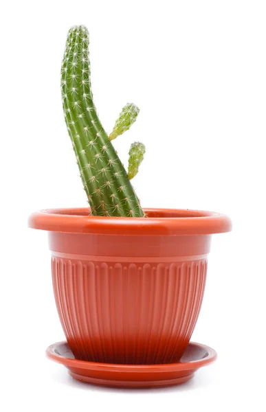 Pentola di cactus — Foto Stock