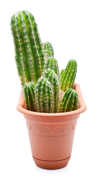 Kaktus hrnec — Stock fotografie