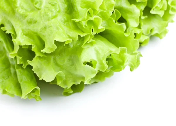 绿色生菜 — 图库照片