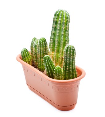 Cactus Pot clipart