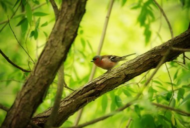 Finch ağaç üzerinde