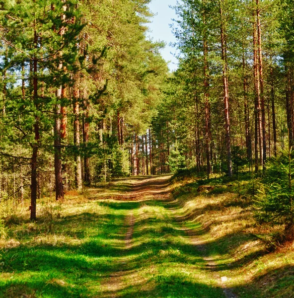 Путь в Сосновый лес — стоковое фото