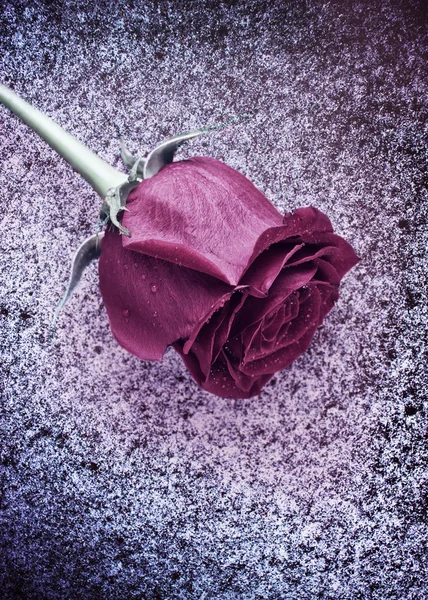 Rose congelée sur neige — Photo
