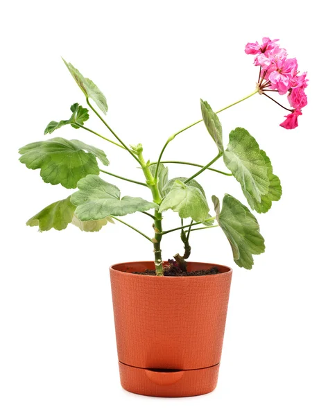 Geranium in pot — Stockfoto
