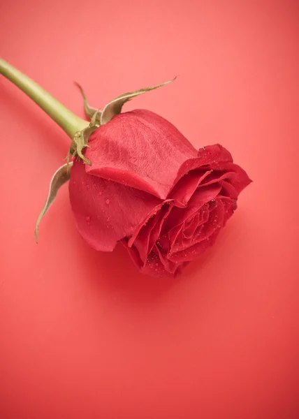 红玫瑰花蕾 — 图库照片
