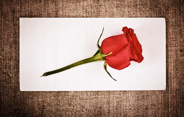Rode rose en brief — Stockfoto
