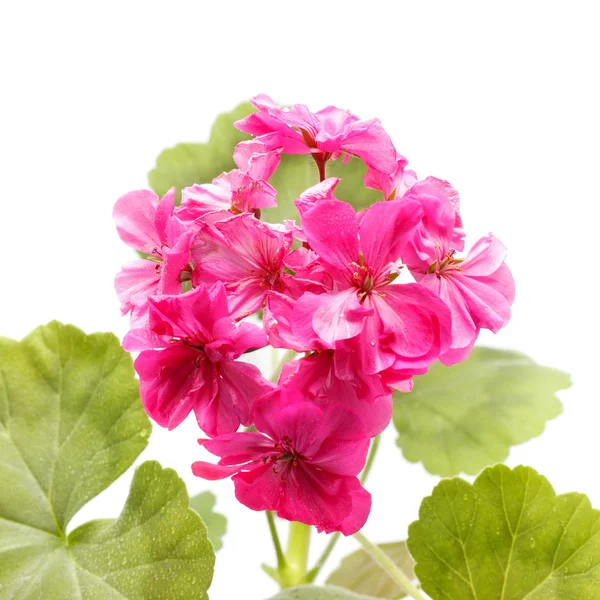 Geranium květ — Stock fotografie
