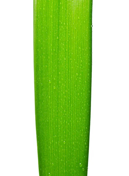 Grönt blad — Stockfoto