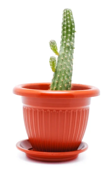 Cactus Pot — Stockfoto