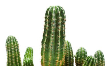 Cactus clipart