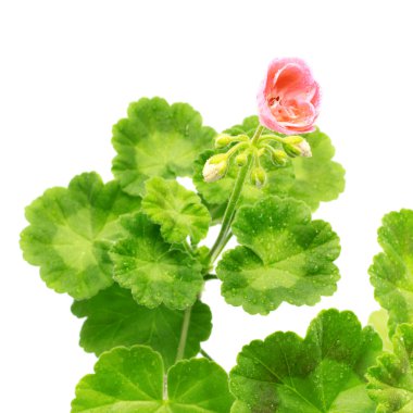 Geranium Flower clipart