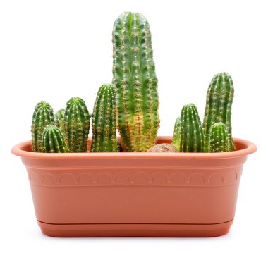 Cactus Pot clipart