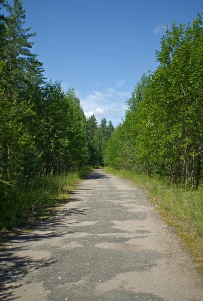 Старый путь в лесу — стоковое фото