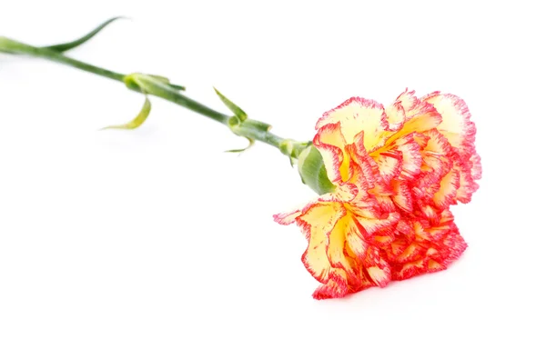 Pink and Yellow Carnation — Stock Photo, Image