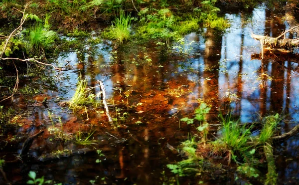 在森林里的游泳池 — 图库照片