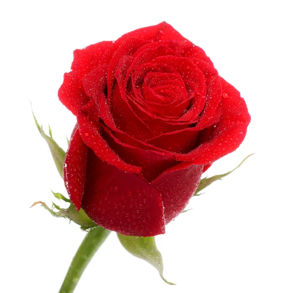 Red Rose Bud — Stock Photo, Image