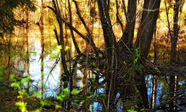 Überschwemmter Wald — Stockfoto