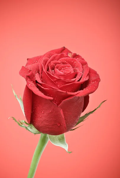 Czerwonej róży pączek — Zdjęcie stockowe