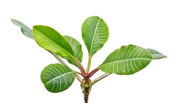 stock image Green Leaves