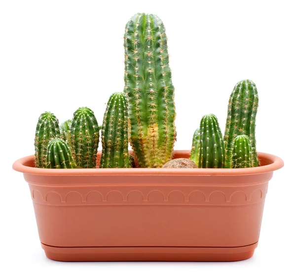 Garnek kaktus — Zdjęcie stockowe