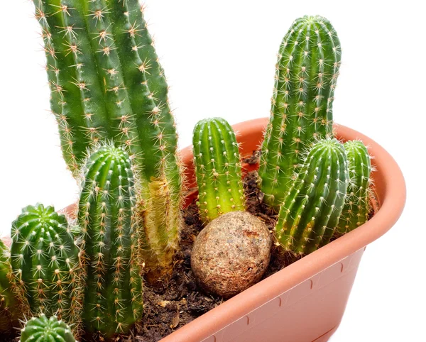 Pentola di cactus — Foto Stock