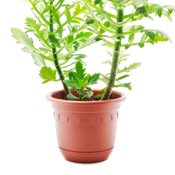 Domácí rostlina — Stock fotografie