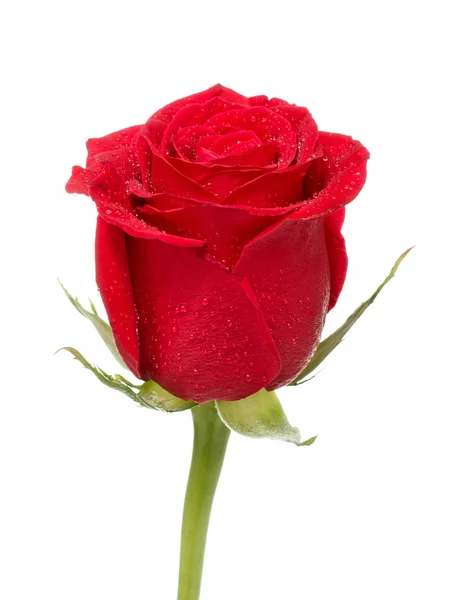 红玫瑰花蕾 图库图片
