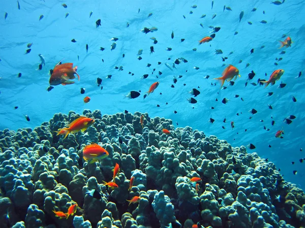 Korallikalojen ryhmä vedessä . — kuvapankkivalokuva