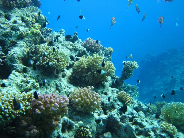 Grupp av korall fisk i vatten. — Stockfoto