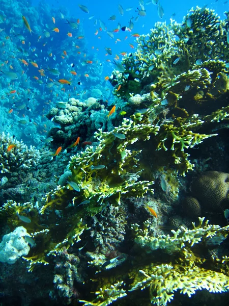 Gruppo di pesci corallo in acqua . — Foto Stock