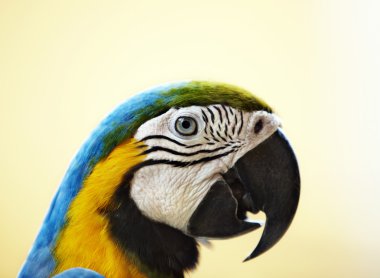 Portrait of tropical wild parrot. clipart