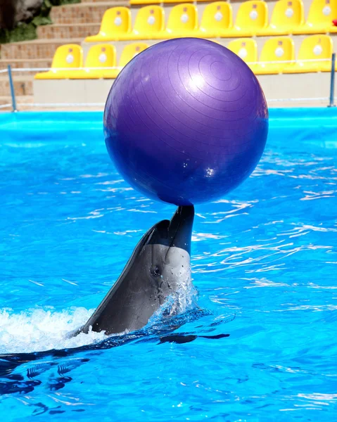 Delfino in acqua blu . — Foto Stock