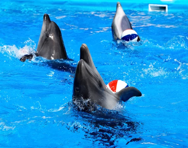 Δελφίνι σε μπλε νερό. — Φωτογραφία Αρχείου