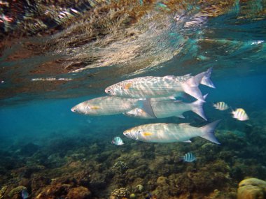 Group of coral fish in water. clipart