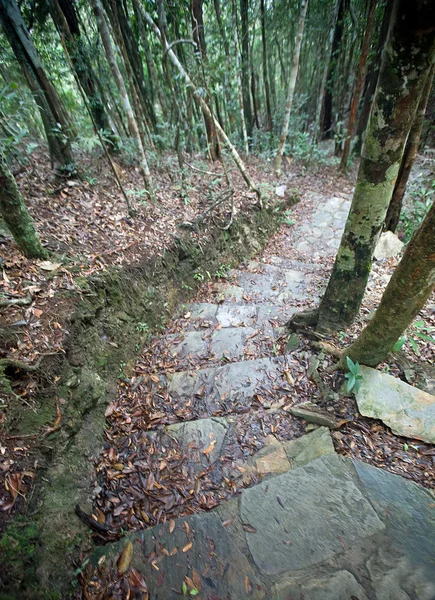 Ormanda iletken adımlar. Eko-Turizm. — Stok fotoğraf