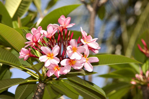 Hermosa flor tropical con hoja. — Stockfoto