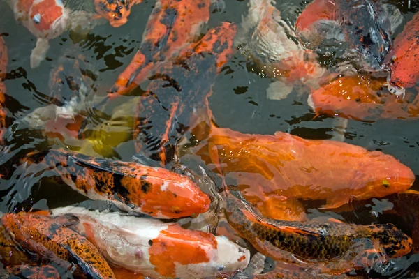 Большая группа цветных рыб . — стоковое фото
