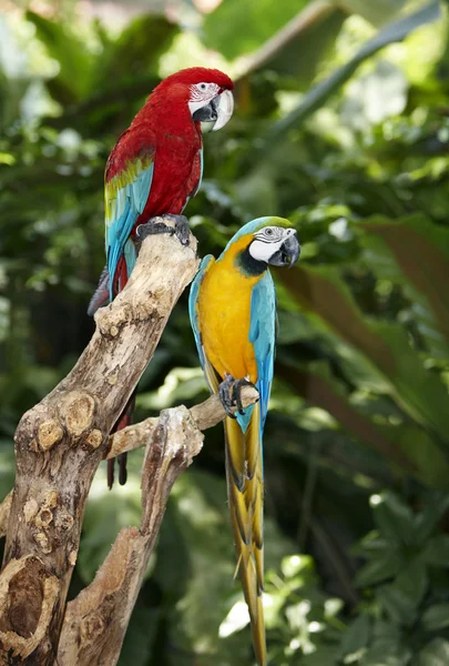 Två papegoja i grön regnskog. — Stockfoto
