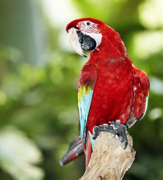 Parrot in green rainforest. — Stock Photo © poznyakov #6256649