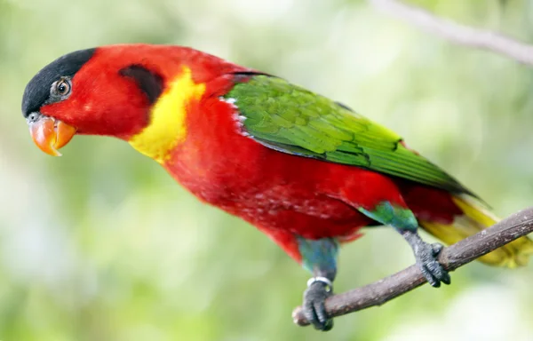 Yağmur ormanlarında yeşil papağan. — Stok fotoğraf