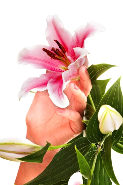 Жінка руки з манікюром і квіткою . — стокове фото