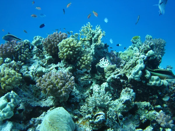 Группа коралловых рыб в воде . — стоковое фото